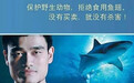 呼吁中国人不吃鱼翅，鲨鱼为何更濒危？