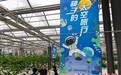 探访航天育种基地 看“太空种子”赋能“地面菜园”