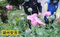 女子种200余株罂粟称给鸡吃能治病 被拘十日