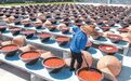 突出地域特色 推进乡村差异化发展 ———娄底市乡村振兴工作调研报告 湖南师范大学中国乡村振兴研究院课题组