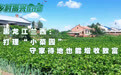 乡村振兴在行动丨黑龙江兰西:打理“小菜园”守家待地也能增收致富