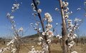 太行之巅杏花开 山西和顺以花为媒助乡村旅游促振兴