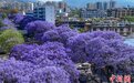 四川西昌:蓝花楹街头惊艳绽放