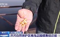 生态良好 食物丰富 洪河自然保护区候鸟正陆续集结迁徙