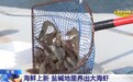 从寸草不生到鱼虾满满 盐碱地里养出大海虾