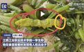 吃出疑似鼠头的高校又有人吃出大青虫,多位科普博主发声