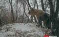 红外线相机下 你身边的“动物城”|图集