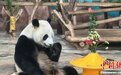 熊猫兄妹在广西南宁过生日