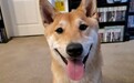 狗都能玩!美国游戏速通大赛出现新物种选手:一只柴犬