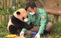 韩国“福宝爷爷”:大熊猫诞下双胞胎太开心了!会好好照顾