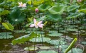 青印荷花香满塘 一池雨荷入画来