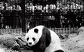 揭秘熊猫外交:“了不起的大使”曾吓坏“纸老虎”