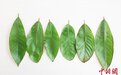 广西大瑶山发现樟科新物种群落