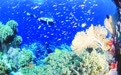 我在泰国涛岛“种珊瑚”