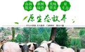 四川撵不到小香猪|引进来走出去,合作赋能,利润保证