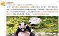 好想一起洗!大熊猫泡澡跟划水似的