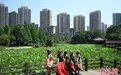 重庆城市公园满塘荷叶绿意浓
