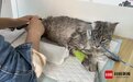 近30只猫咪被锁屋内租客不知去向,管理员:已报警,猫咪得到妥善安置
