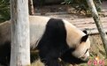 成都大运会代表团邂逅“蓉宝”原型 点赞中国大熊猫保护工作