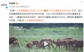迎新!石首麋鹿保护区添丁460头小麋鹿