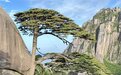 安徽黄山千年迎客松开花,灿若金星