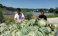 浙江瓜农在广安种瓜20年,把异乡当归宿带领村民共同富裕