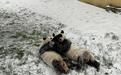 憨态可掬 西安大熊猫雪中“玩摔跤”