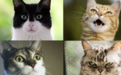 研究发现猫有276种表情,这些表情代表友好