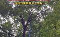 砍树“六脉神剑”来了?原来这是激光清障技术 可减少人工作业风险