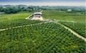 江津区:着力补链强链助推花椒产业高质量发展