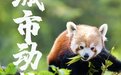 全国第二便宜的动物园,要消失了?