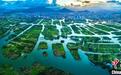 一棵榕树扎根18年 浙江温州三垟湿地“生态良药”稳火慢熬