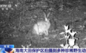 海南坡鹿、圆鼻巨蜥、小灵猫……海南大田保护区拍摄到多种珍稀野生动物