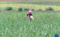 废弃矿山披绿衣 甘蔗幼苗长势喜