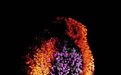 中国科学家领衔最新研究 进一步填补灵长类胚胎发育阶段空白