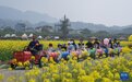 “共富稻田”油菜花开促共富