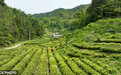 这里有一份春茶的“简历”