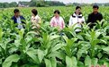 红土地上振兴路:“烟稻轮作”鼓起农民“钱袋子”