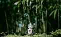 Qeelin携手WWF推进「大熊猫栖息地保护项目」,持续致力野生大熊猫保护计划