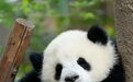 成都成华区文体旅局长邀您五一游成华:每天6万个名额看“花花”
