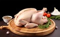 “超级战斗鸡”的诞生:“多莉”实验室育出抗禽流感的鸡