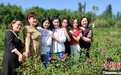 “520”玫瑰花开香满园 新疆喀什逾千亩玫瑰迎客来