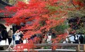 江苏苏州:拙政园枫叶绯红醉游人