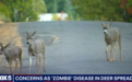 美国出现“僵尸鹿”病毒,专家警告:有可能传染人类