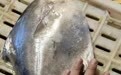 “网红”海鲜价格“上天”了,竟卖到1000元/斤,网友:吃了能上天?
