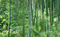 四季余村丨碧绿竹林送凉意,刻画消夏好生活