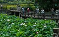 观荷季 花清心