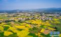 乡村振兴在行动|广东乳源:聚力“百千万”特色产业“链”就民族地区乡村振兴新动能