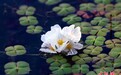 四川盐源泸沽湖 海菜花盛开点缀水面