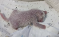 重庆动物园出生体重最重的大熊猫满月啦
